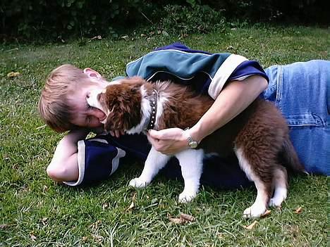 Australian shepherd Fie - Men jeg fik min hævn, stikker man snuden frem, kommer den i klemme billede 8