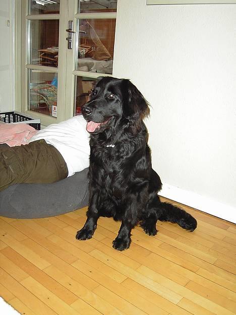 Hovawart Frodo the black panther R.I.P. 14.11.14 - Hulk, far har stjålet min sækkestol. Nu er jeg heldigvis bare fornærmet.. billede 9