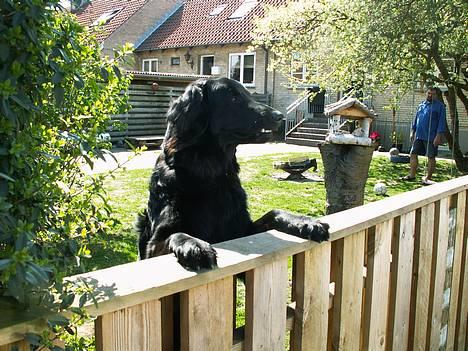 Hovawart Frodo the black panther R.I.P. 14.11.14 - Her står jeg og holder øje med hvad der sker på vejen. billede 10