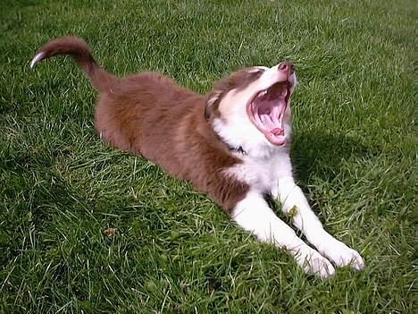 Australian shepherd Fie - Men selv en god hund bliver søvnig... Så medens far finder andre billeder, snorker jeg. billede 10