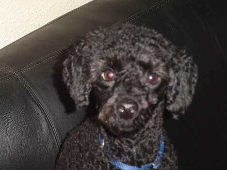 Mellempuddel Taz billede 10