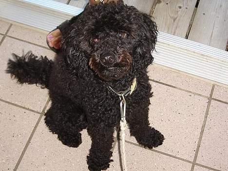 Mellempuddel Taz billede 11