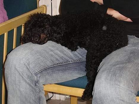 Mellempuddel Taz billede 12