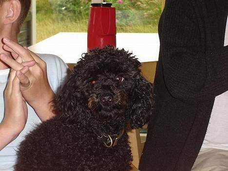 Mellempuddel Taz billede 13