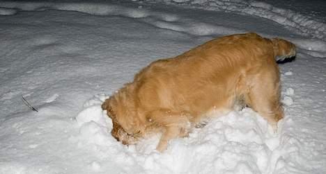 Golden retriever Asterix billede 16