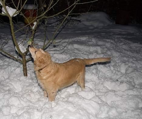 Golden retriever Asterix billede 17