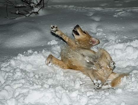 Golden retriever Asterix billede 18