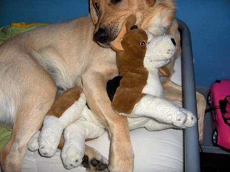 Labrador retriever Laban - Grrr.  billede 1