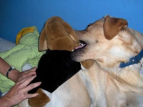 Labrador retriever Laban - du prøver at stikke af Grr billede 2