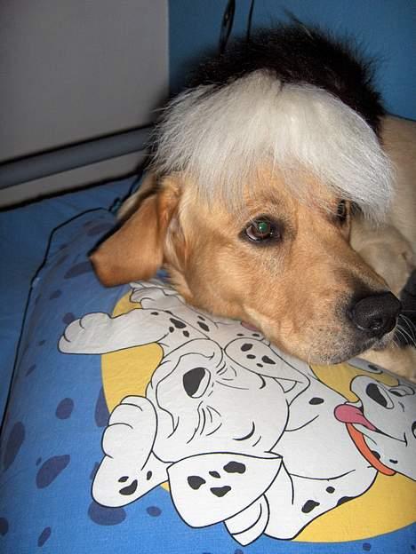 Labrador retriever Laban - jeg er en ny elvis.. billede 3