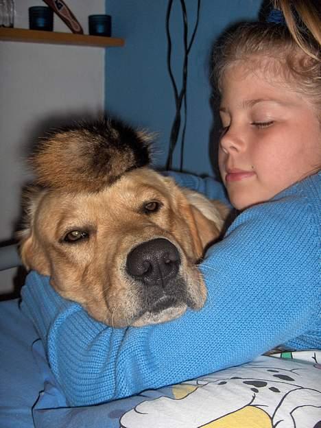 Labrador retriever Laban - :D billede 4