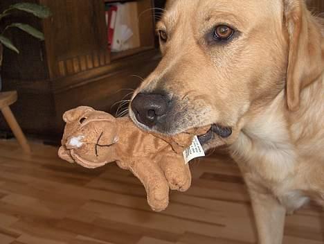 Labrador retriever Laban - Bamser..! elsker at bide deres næse af som det første *S* billede 5