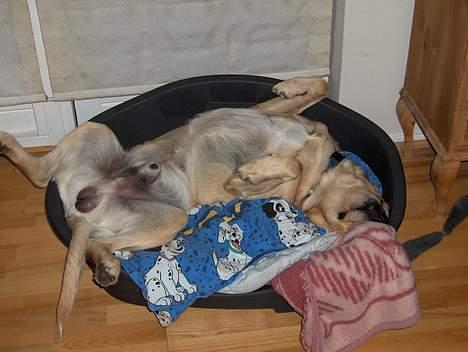 Labrador retriever Laban - Ahh Min dejlige kurv billede 6