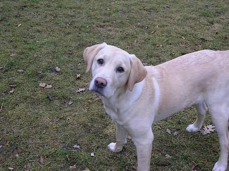 Labrador retriever Tessa - tessa i haven billede 11