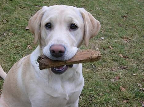 Labrador retriever Tessa - tessa der leger i haven billede 12