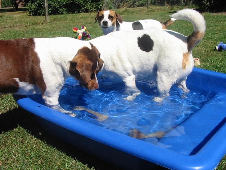 Dansk svensk gaardhund tjalfe - MÅ JEG DA LIGE VÆRE HER???? billede 13