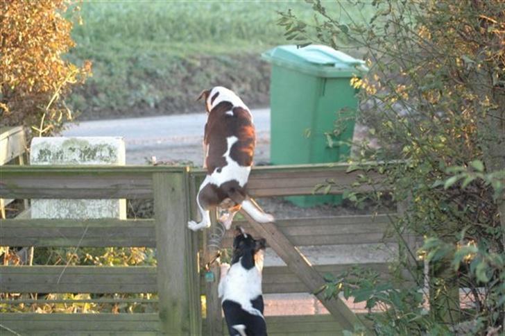 Dansk svensk gaardhund tjalfe - YES,NU KOMMER CHRISTOFFER. billede 14