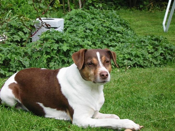 Dansk svensk gaardhund tjalfe - HVEM ER SMUKKEST HER????? billede 15