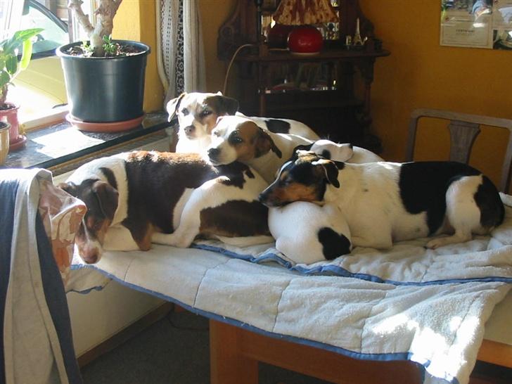 Dansk svensk gaardhund tjalfe - HELE MIN LILLE FAMILIE. billede 17