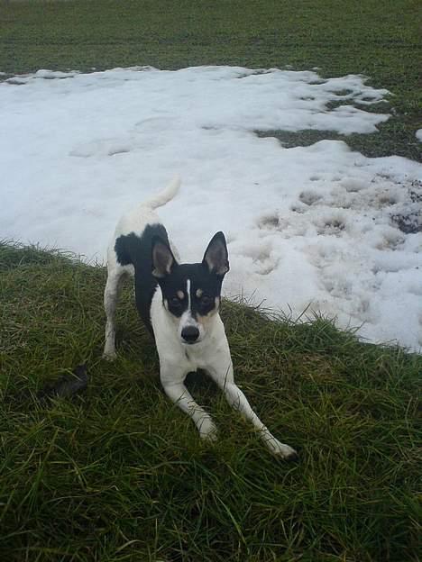 Dansk svensk gaardhund max billede 14