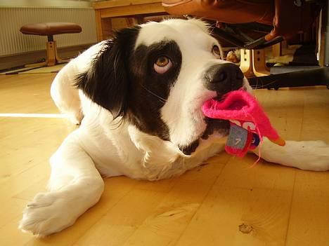 Blanding af racer Emma* himmelhund* - Jamen det er altså min........har selv fundet den oppe på søsters værelse ;o) billede 6