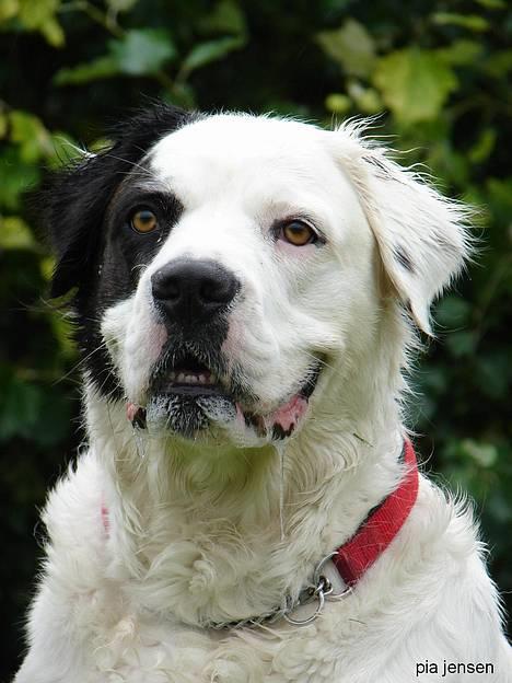 Blanding af racer Emma* himmelhund* - Charme, selvtillid og lækkert hår. billede 8