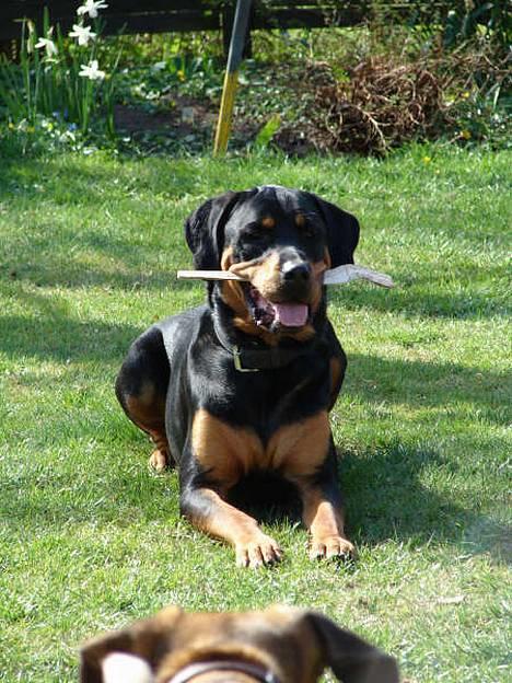 Blanding af racer Hector *DØD 28.10.07* RIP billede 1