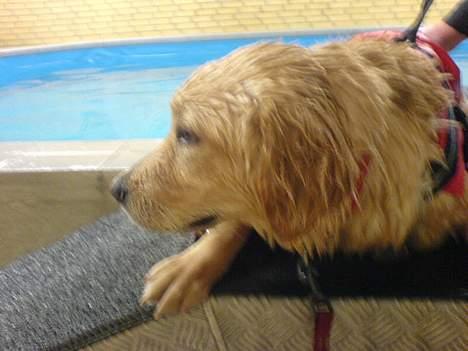 Blanding af racer Felix  - Felix til hundesvømning billede 14