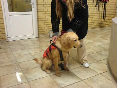 Blanding af racer Felix  - her tager min mor den dumme svømme vest af mig, den er så grim billede 15