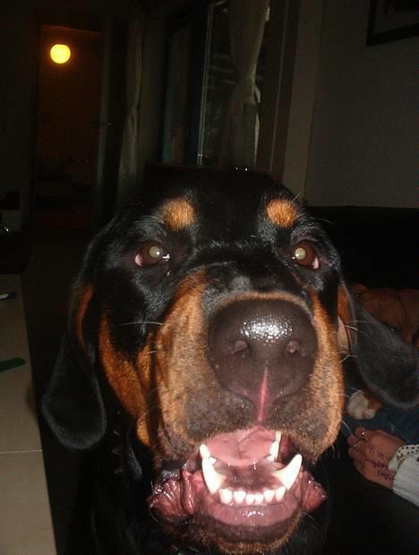 Blanding af racer Hector *DØD 28.10.07* RIP - Fjern det kamera, ellers spiser jeg det, hehe billede 2