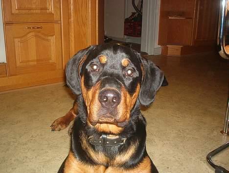 Blanding af racer Hector *DØD 28.10.07* RIP billede 3