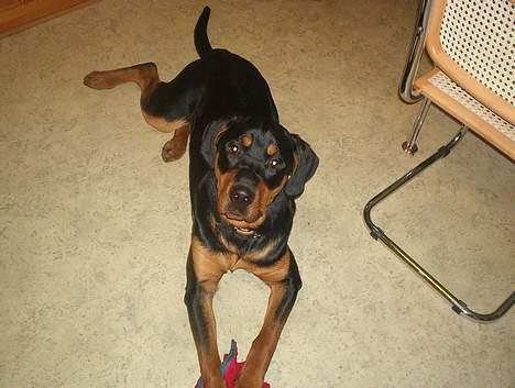 Blanding af racer Hector *DØD 28.10.07* RIP billede 4