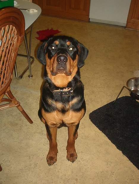 Blanding af racer Hector *DØD 28.10.07* RIP billede 5