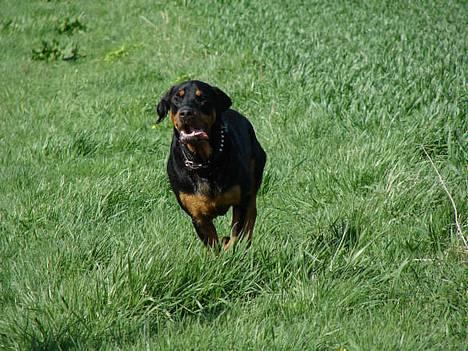 Blanding af racer Hector *DØD 28.10.07* RIP billede 6