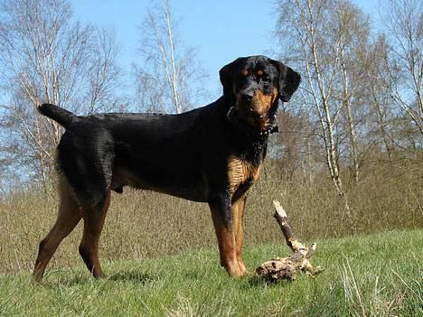 Blanding af racer Hector *DØD 28.10.07* RIP billede 7