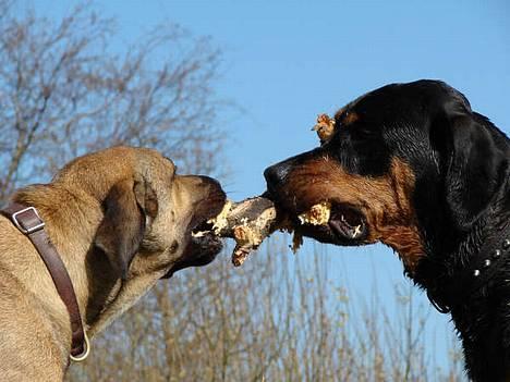 Blanding af racer Hector *DØD 28.10.07* RIP billede 8