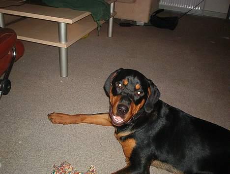 Blanding af racer Hector *DØD 28.10.07* RIP billede 9