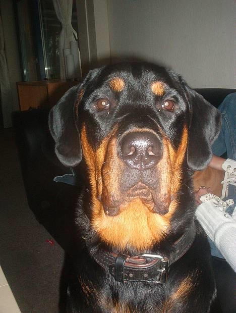 Blanding af racer Hector *DØD 28.10.07* RIP billede 10