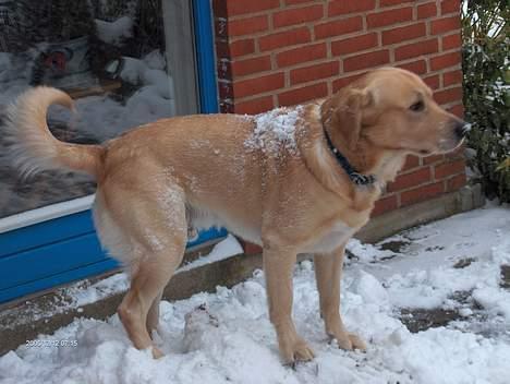 Labrador retriever Laban - snevejr er dejligt.. og så er det sjovt at lege i billede 7