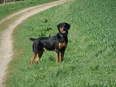 Blanding af racer Hector *DØD 28.10.07* RIP billede 11