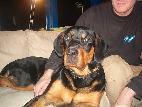 Blanding af racer Hector *DØD 28.10.07* RIP billede 12