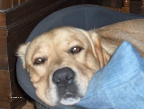 Labrador retriever Laban - må slappe af.. efter en legetur i sneen billede 8