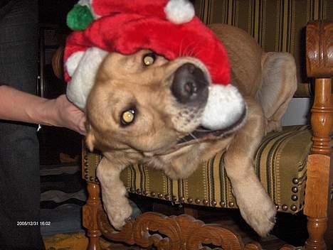 Labrador retriever Laban - jeg er en rigtig nisse billede 9