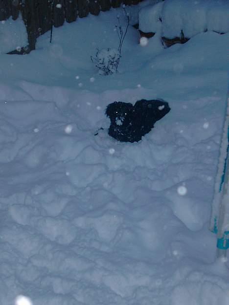 Hovawart Frodo the black panther R.I.P. 14.11.14 - Juhuu find mig... billede 11