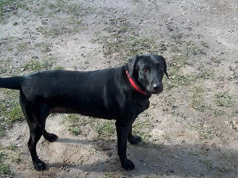 Labrador retriever Bella  - Bella i foråret billede 1