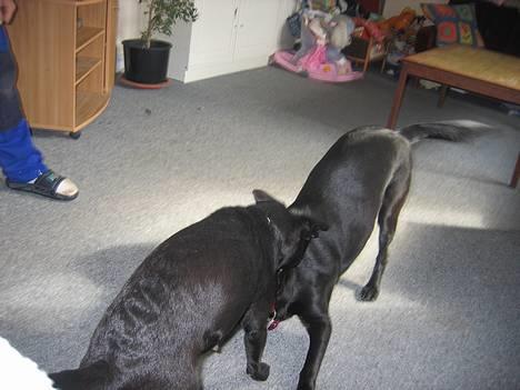 Labrador retriever Bella  - Efter 2 mdr har Bella endelig accepteret Bertha og er begyndt at lege med hende *nyt* billede 2