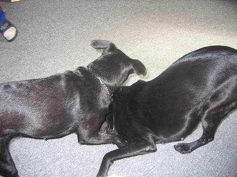 Labrador retriever Bella  - leger lige lidt mere med Bertha *nyt* billede 3