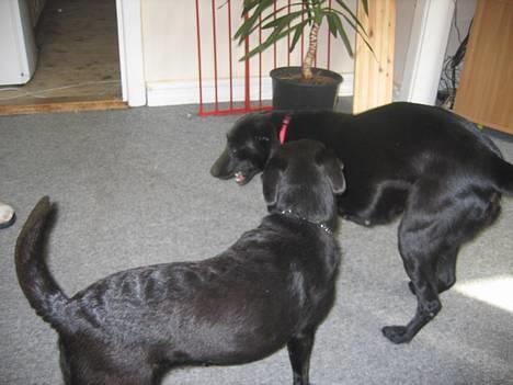 Labrador retriever Bella  - og leger lige lidt mere...*ss* *nyt* billede 4