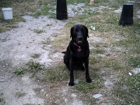 Labrador retriever Bella  - Bella der savner sin Lady billede 5