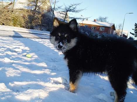 Finsk lapphund Finda Tiamo Filuca - Første snevejr - jeg er ca. 3 mdr. billede 1